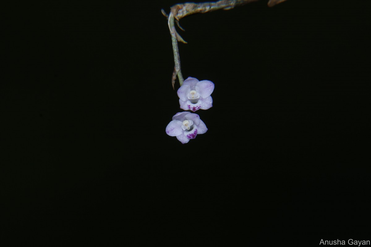 Podochilus falcatus Lindl.